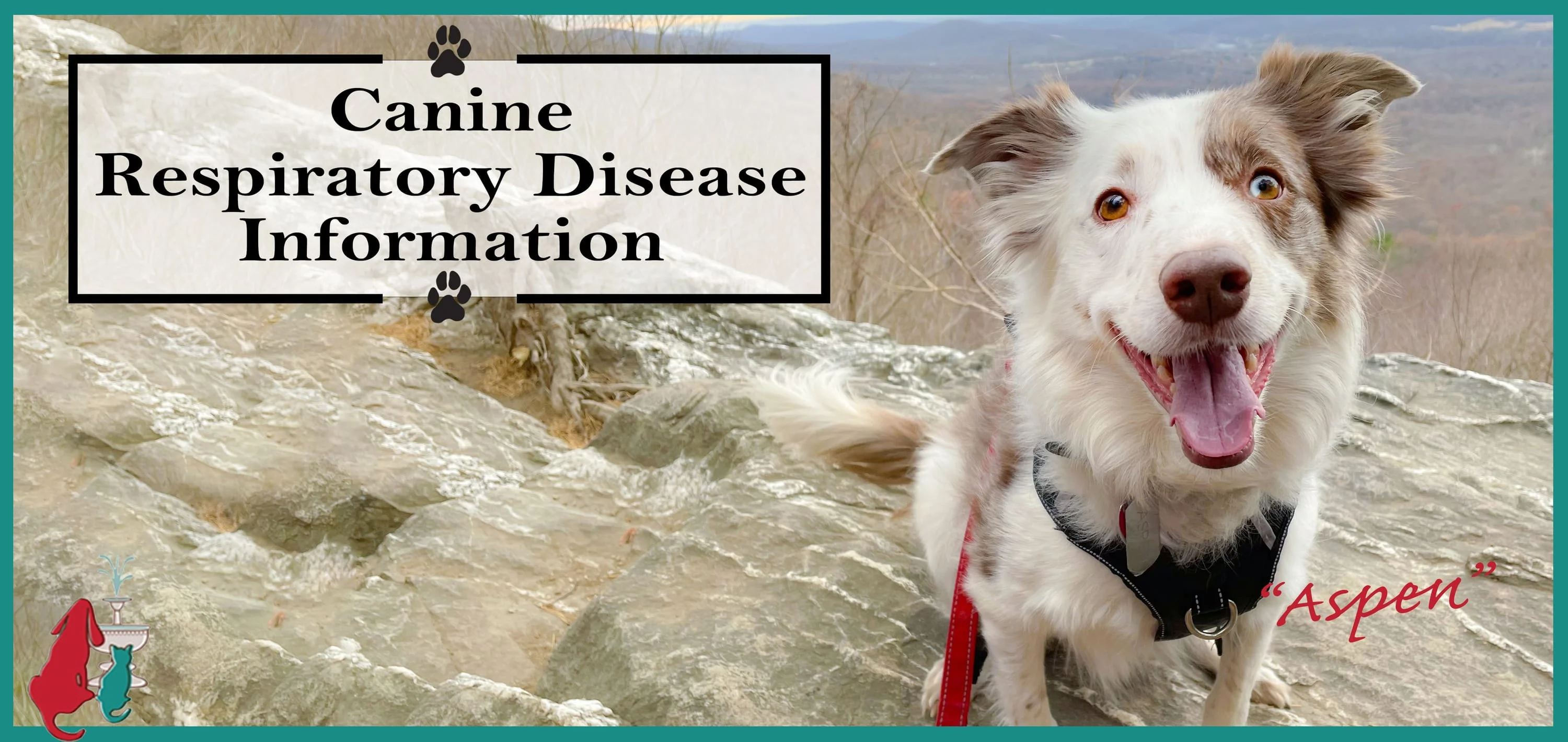 Canine Upper Respiratory Disease Outbreak Information