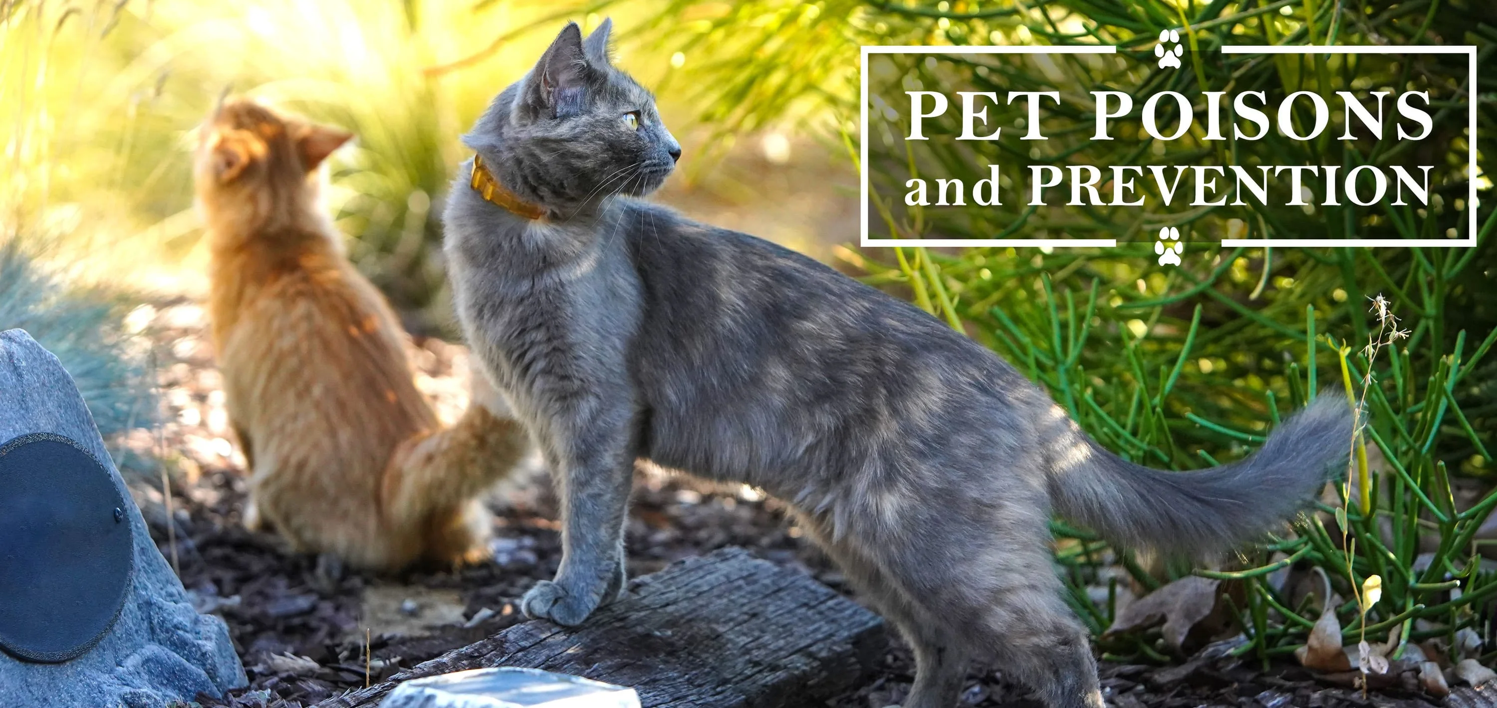 Pet Poisons and Prevention