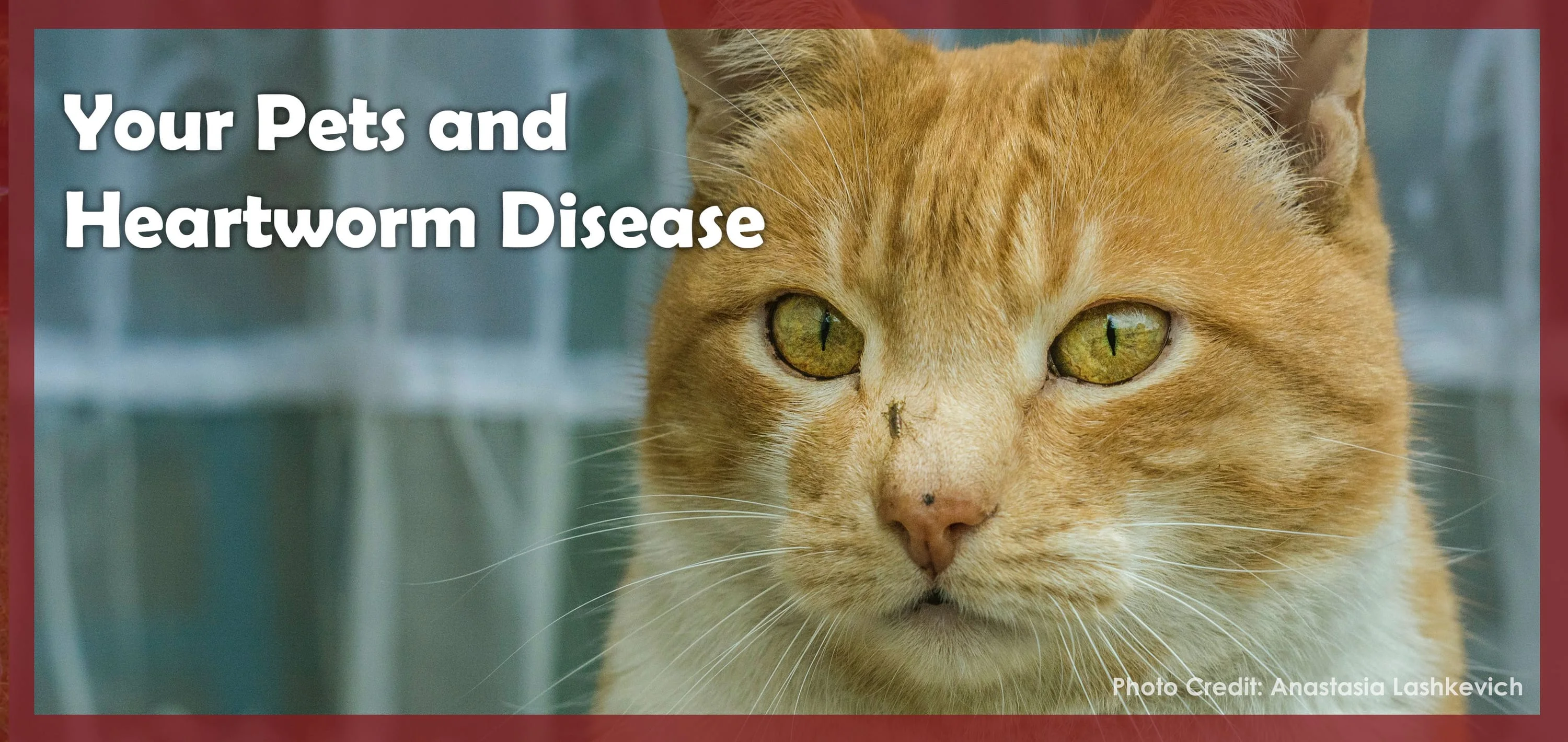 Your Pets and Heartworm Disease.  Photo of cat with mosquito on its nose.