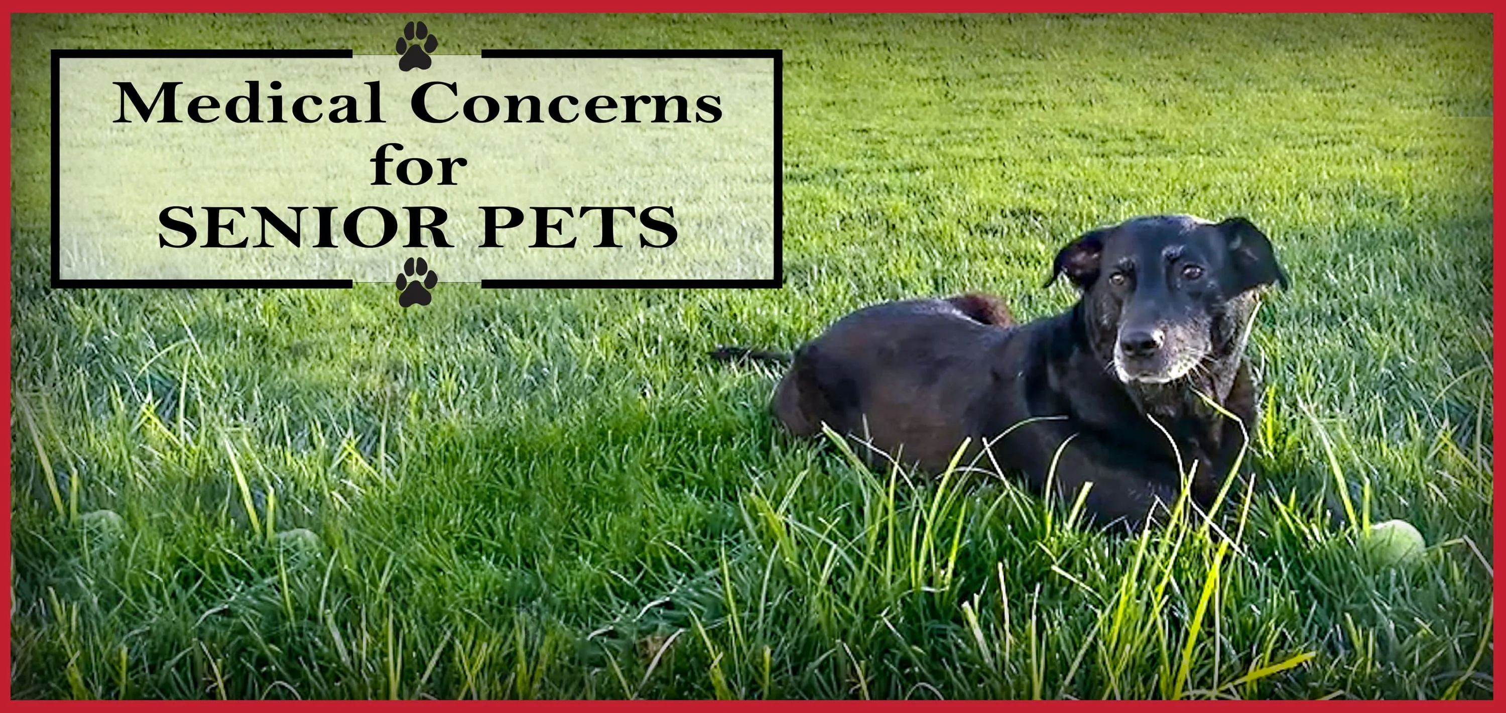 Medical Concerns for Senior Pets: Image of older black dog sitting in grass.