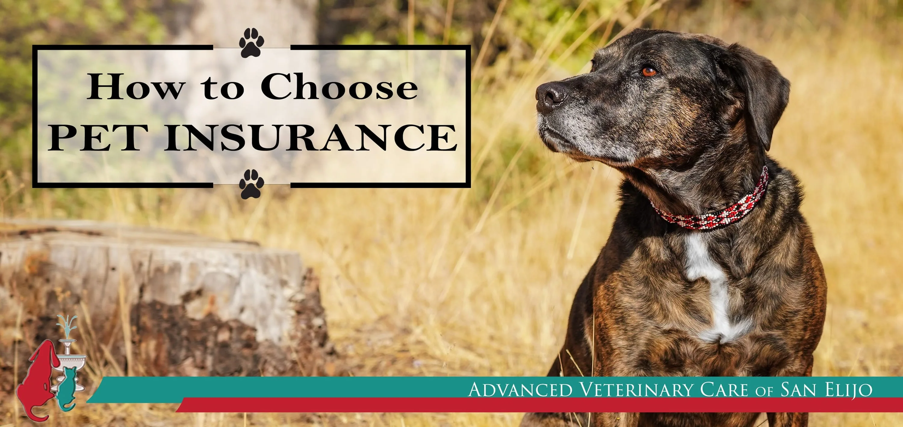 Brindle dog in a field: How to Choose Pet Insurance