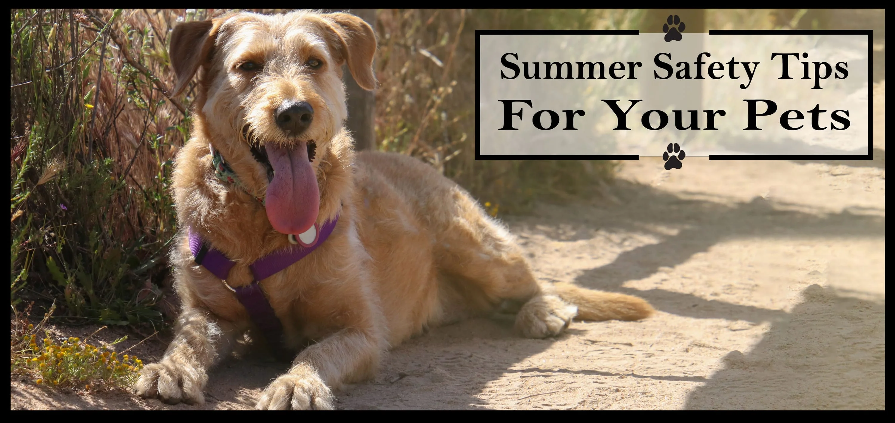Summer Safety Tips for your Pets