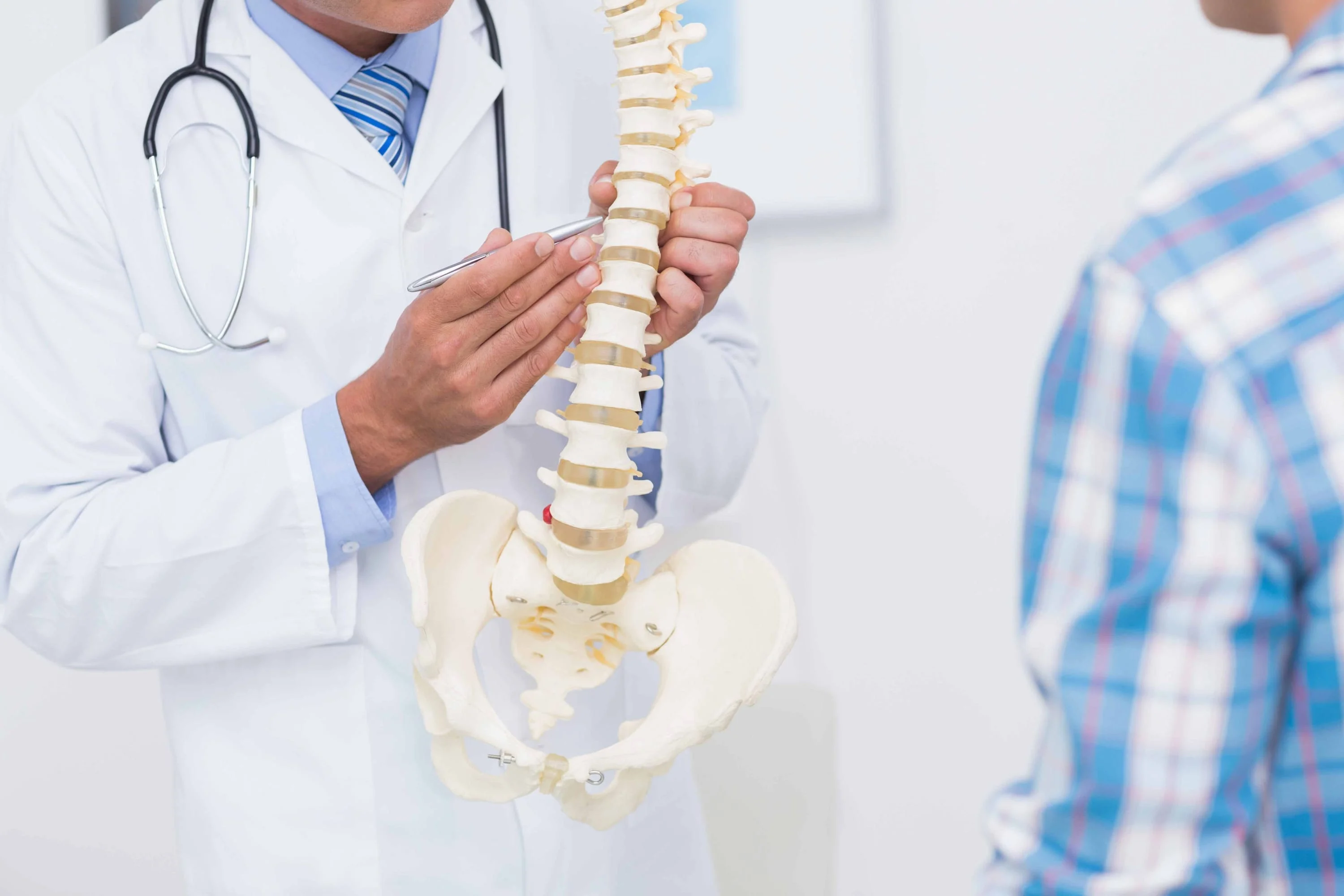 Doctor holding a spine