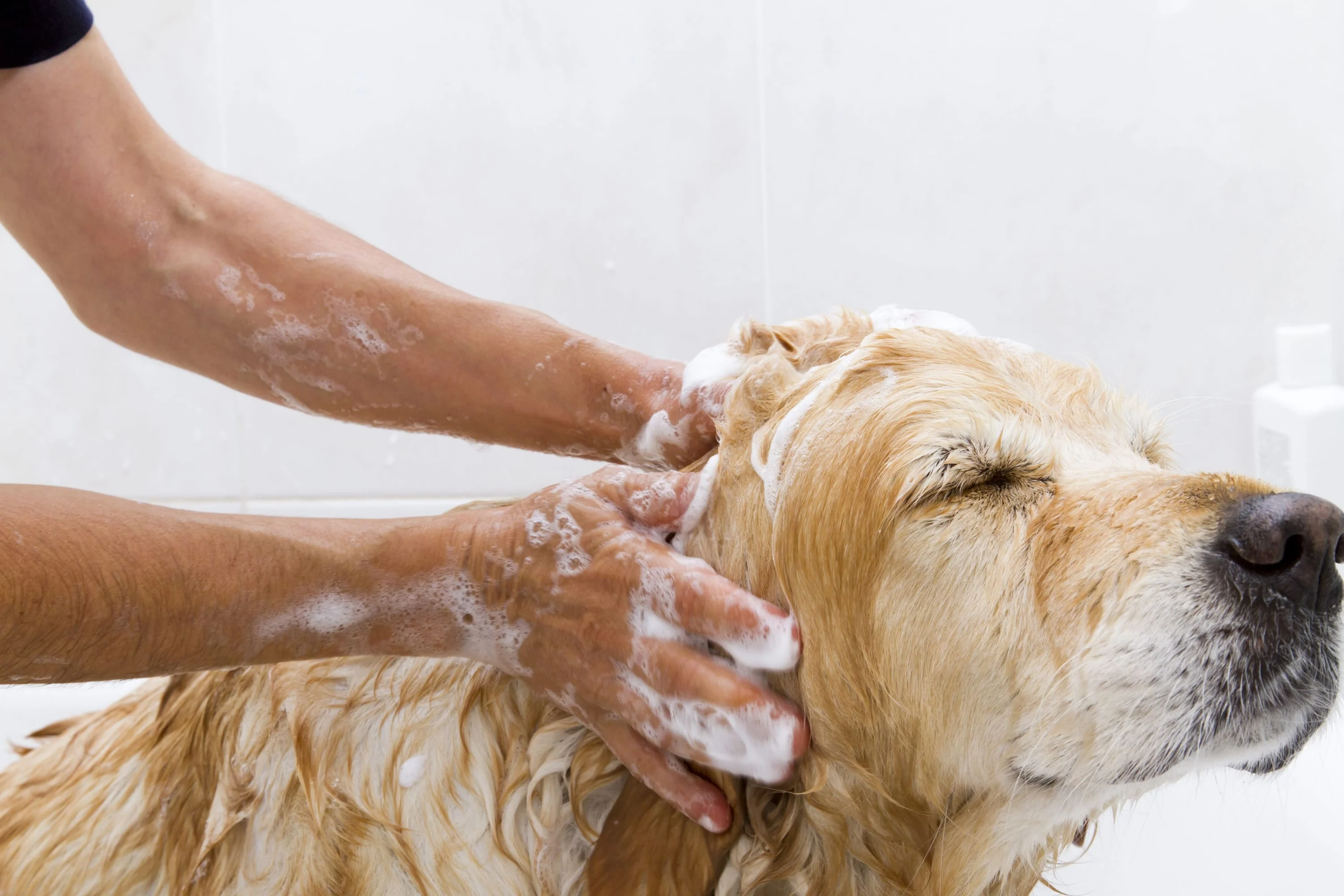 dog in bath