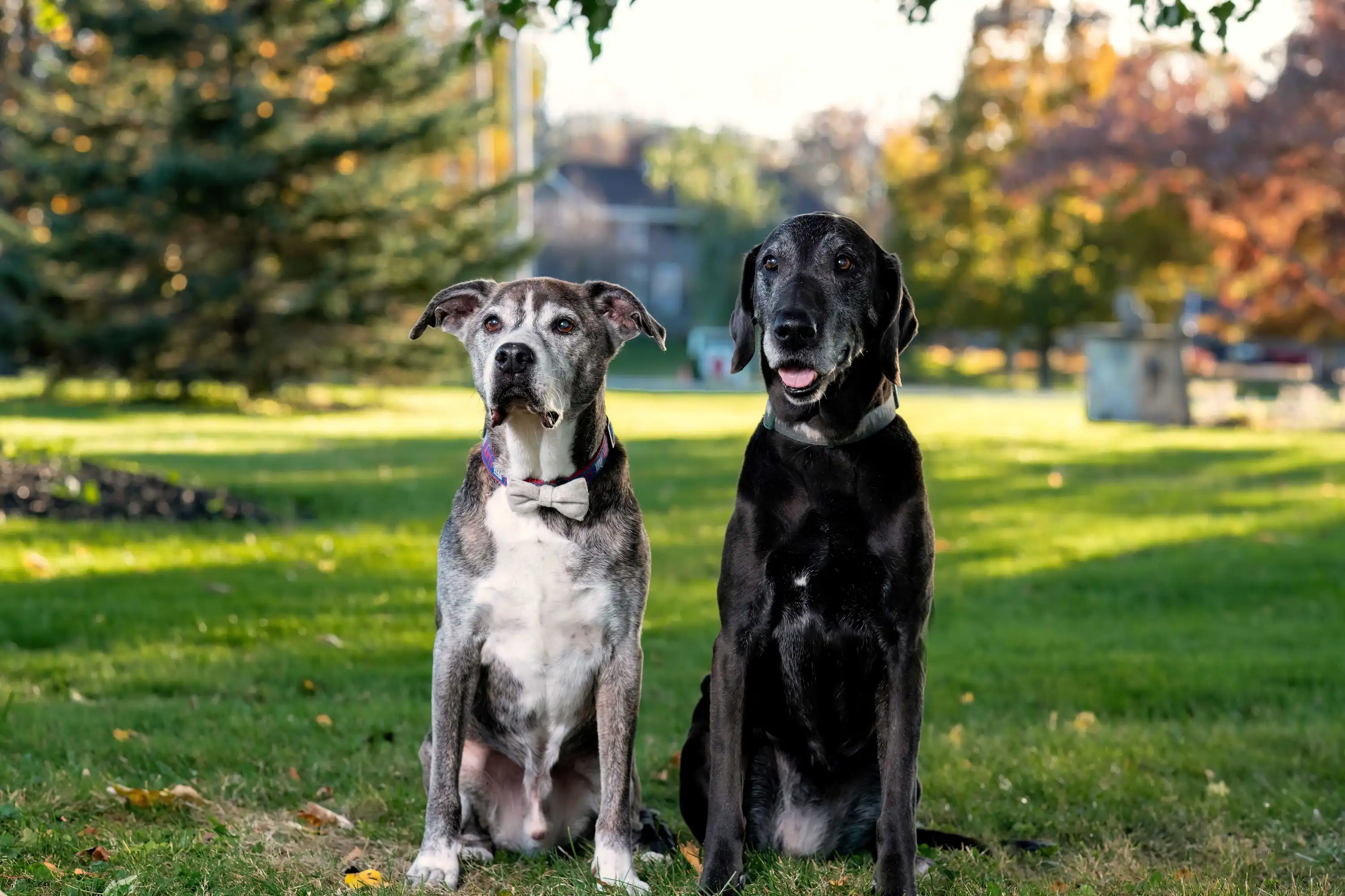 Click here to visit our online pharmacy!