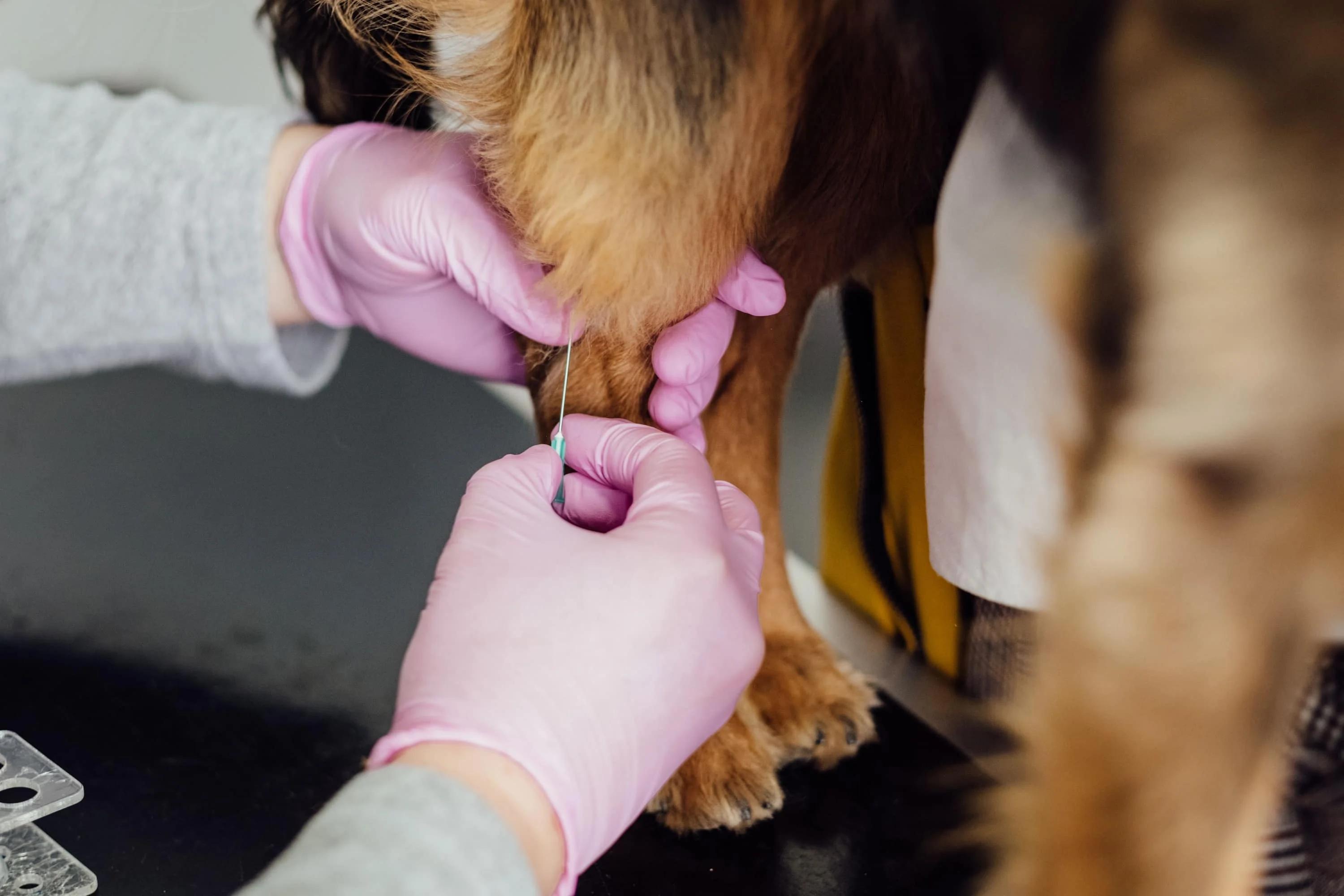 Pet getting a shot