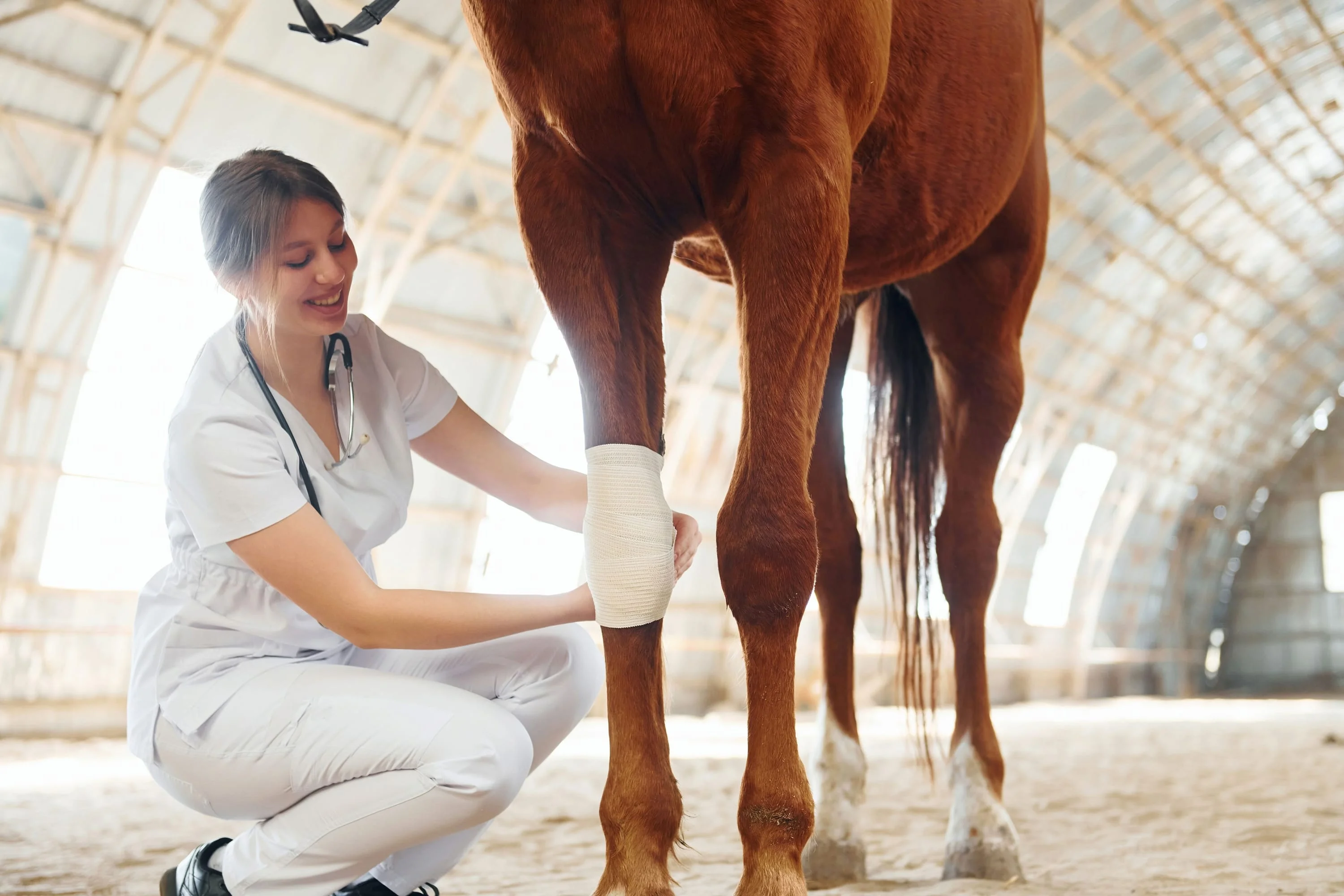Services We Offer at Backstretch Veterinary