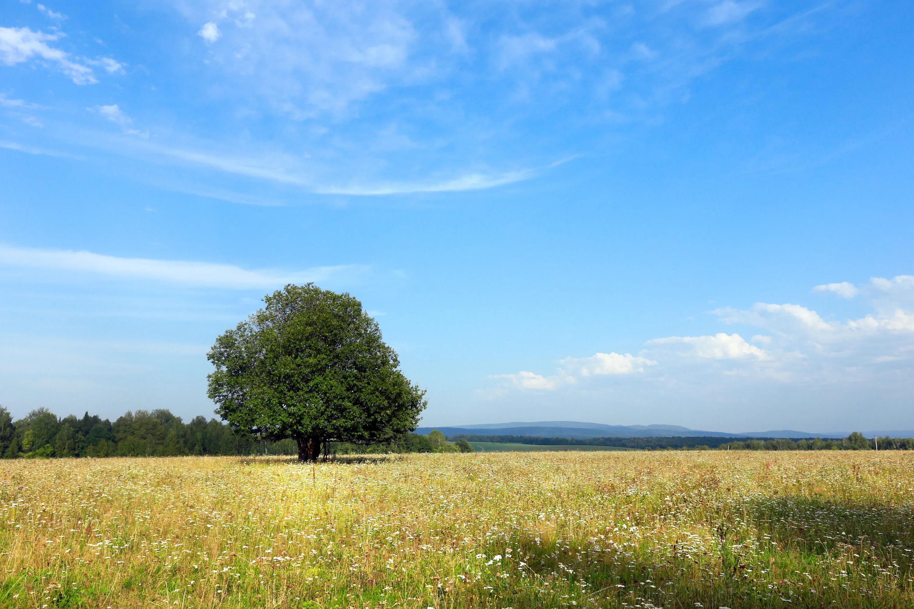 tree