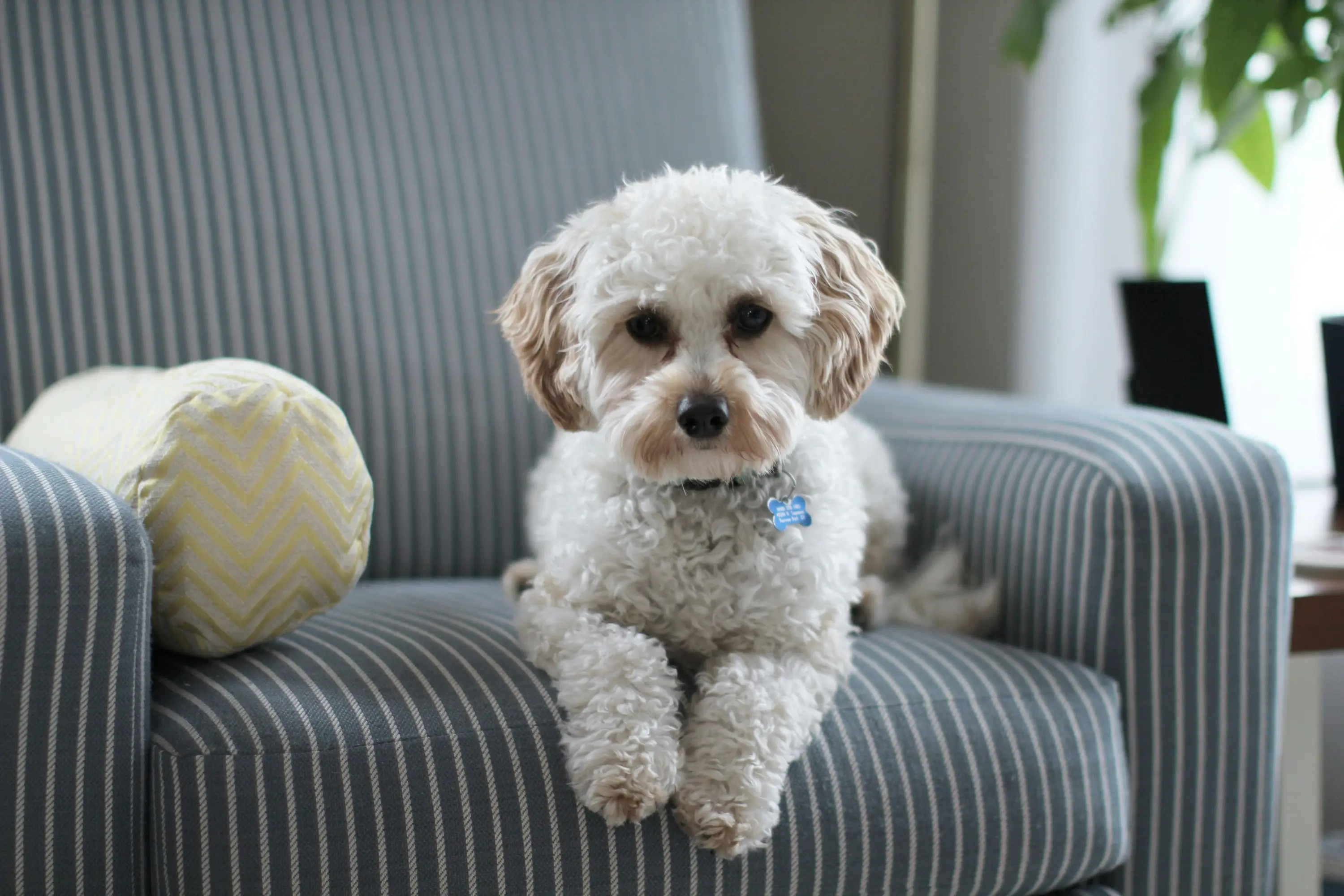 A dog sitting on a striped chair