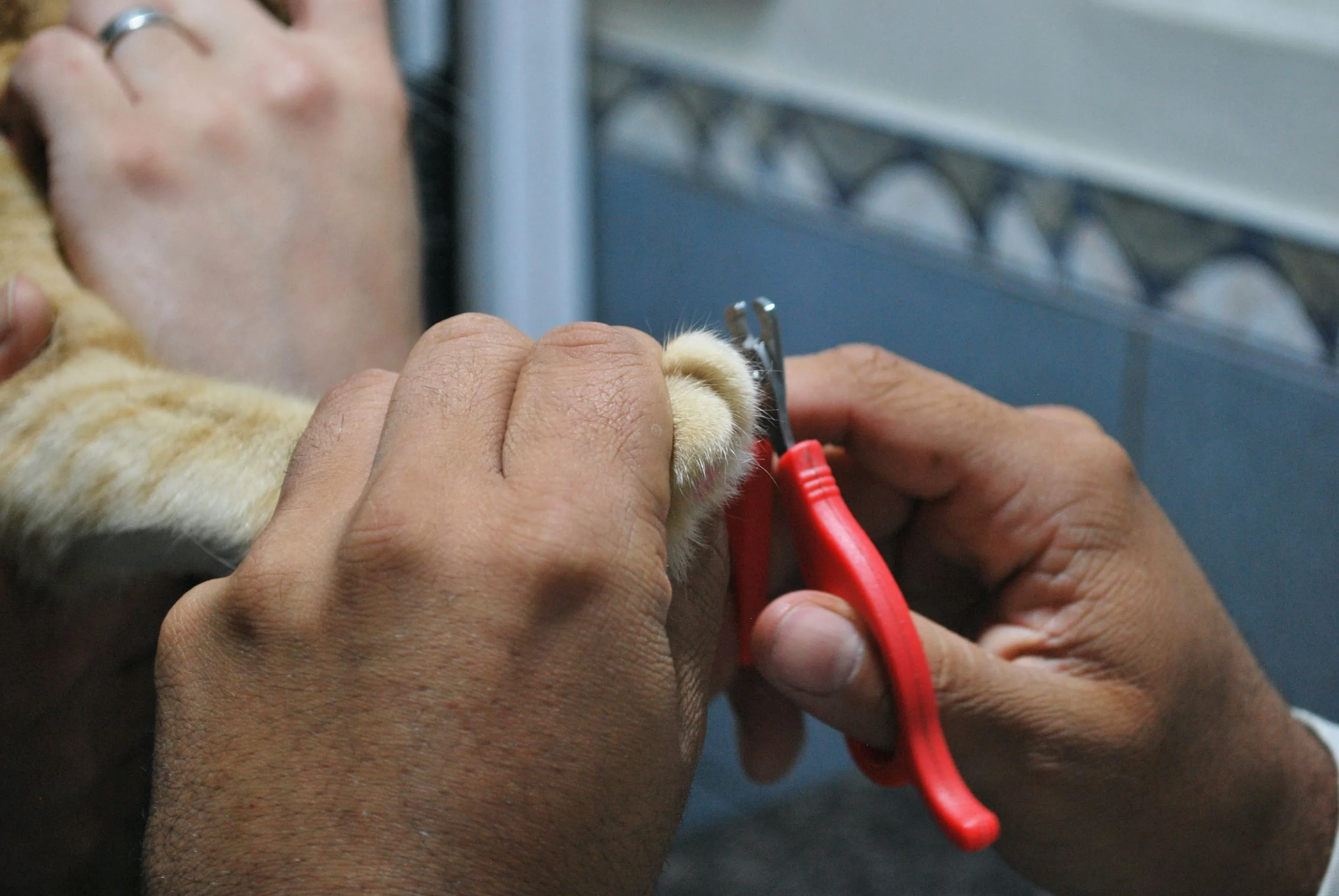 pet getting nails clipped