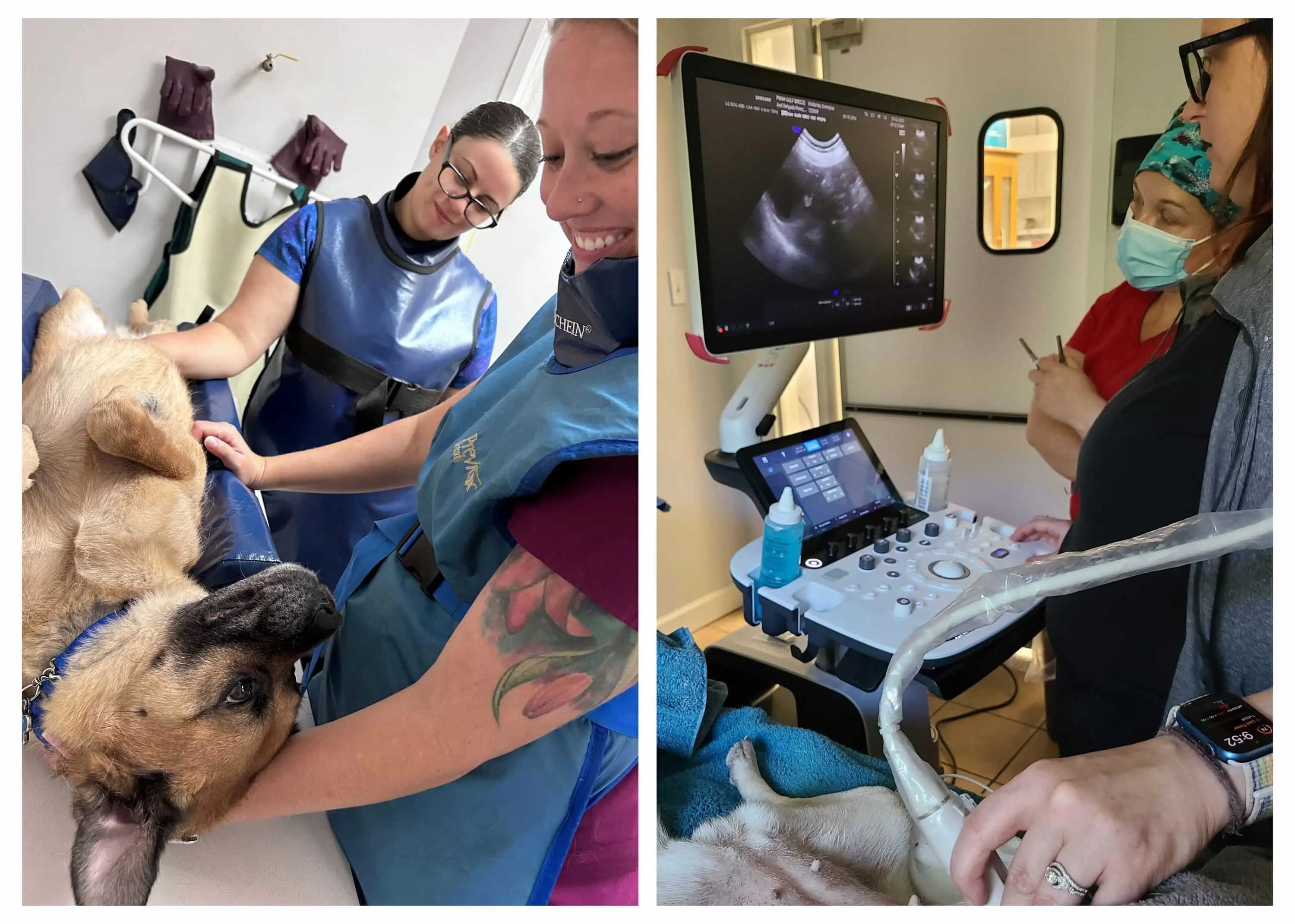 Canine radiograph and ultrasound procedures