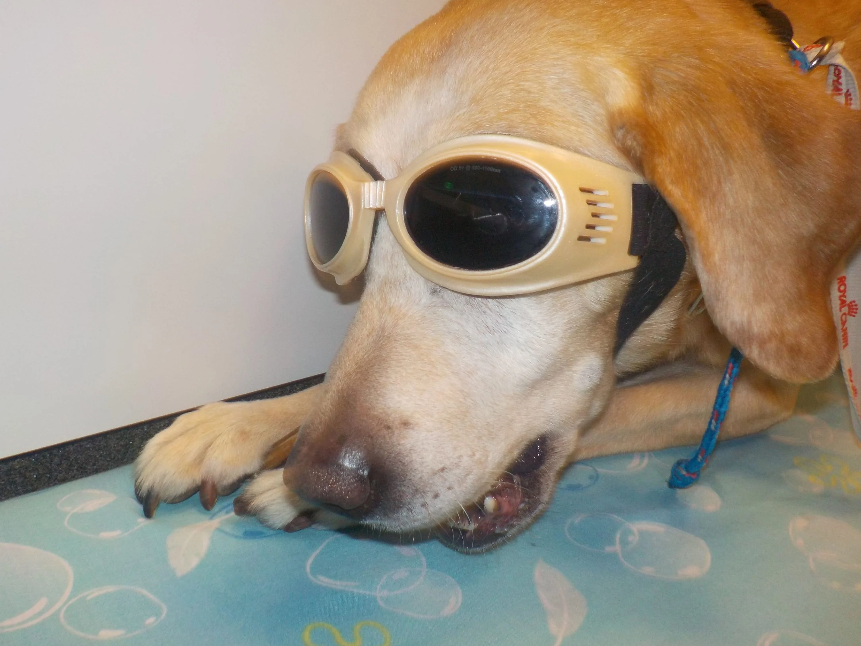 Laser Therapy for Dogs_Flint