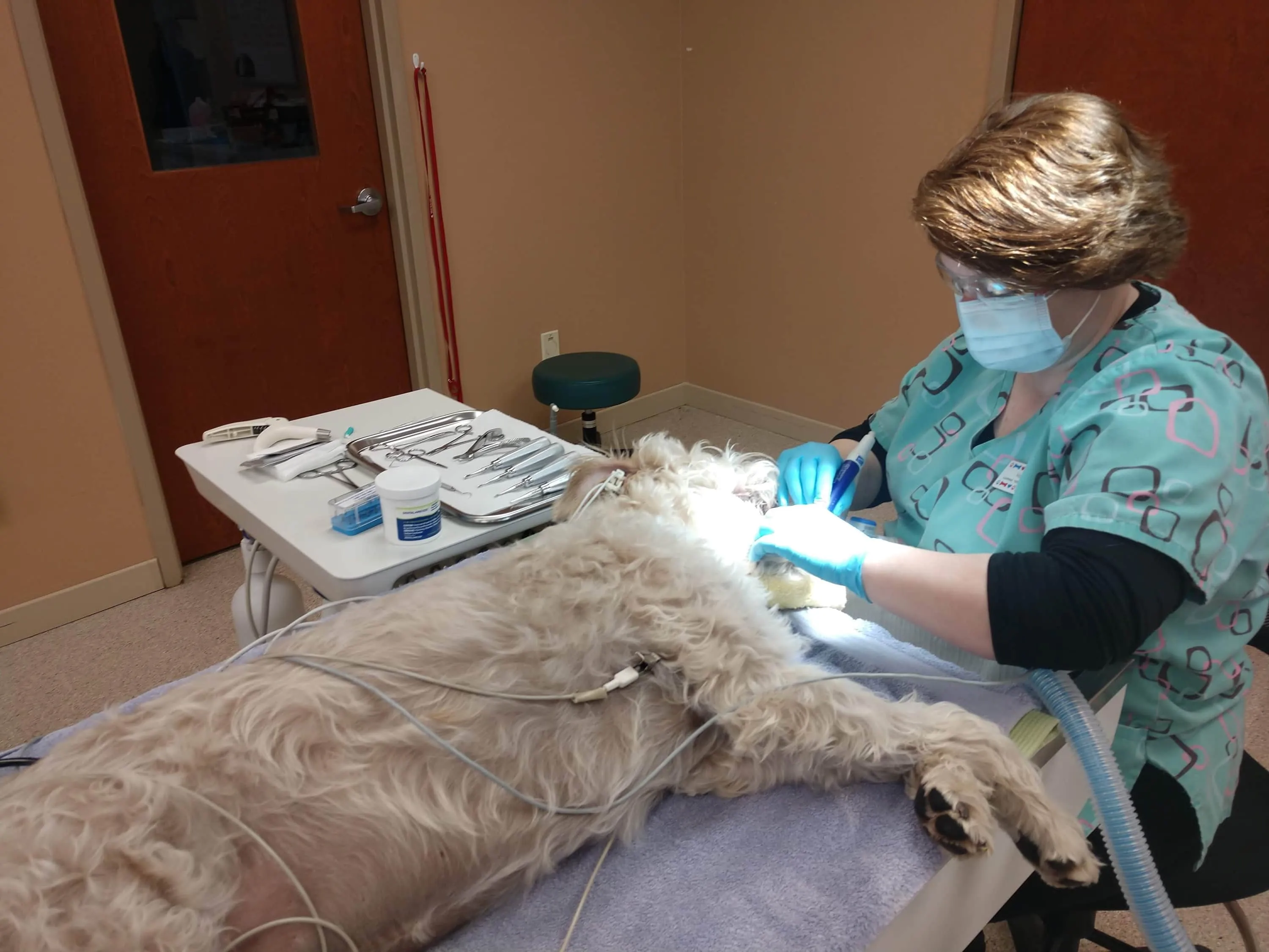 doctor doing dental procedure to a dog