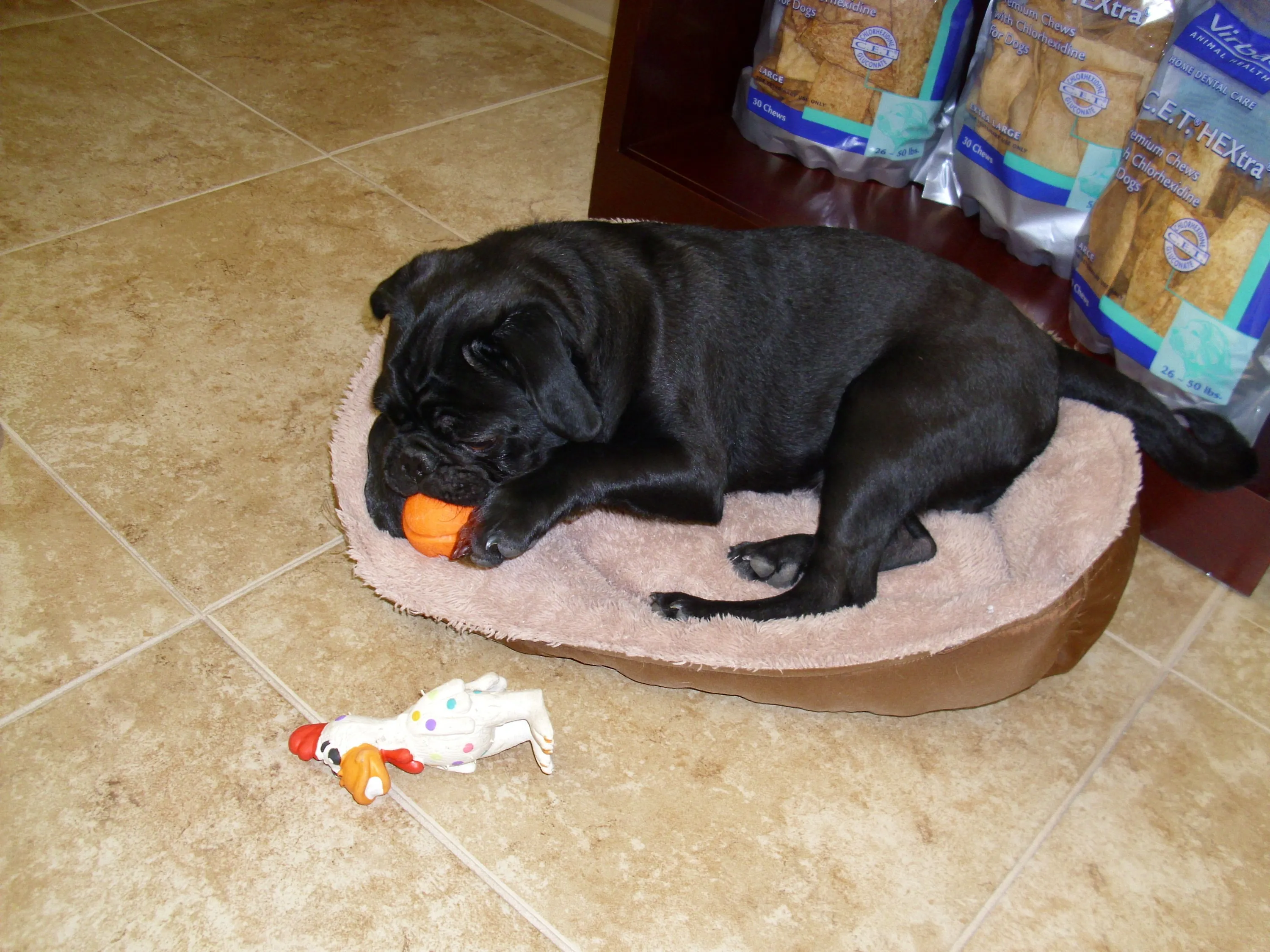 canine boarding, playtime