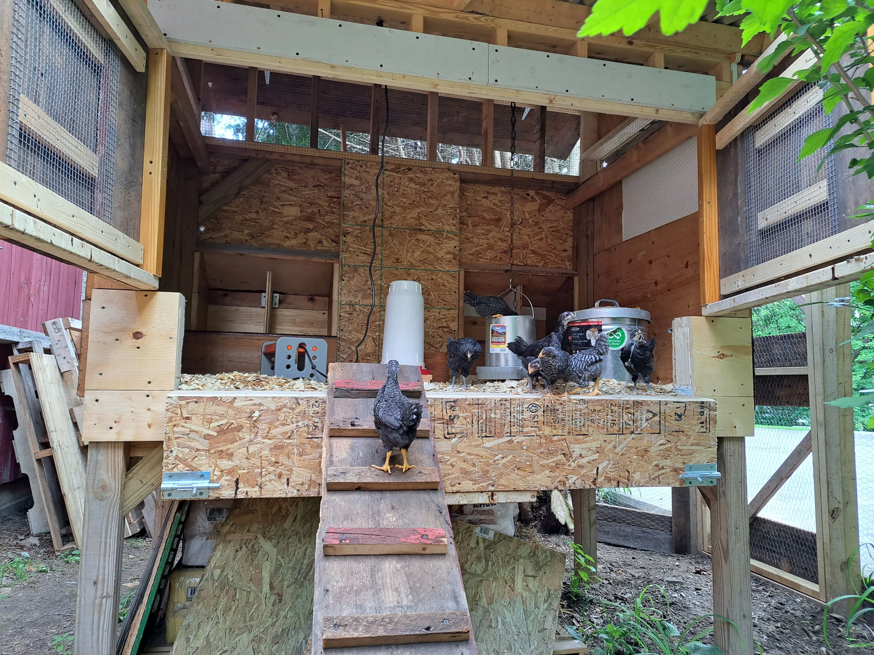 Chicken Coop at Borer Family Chiropractic
