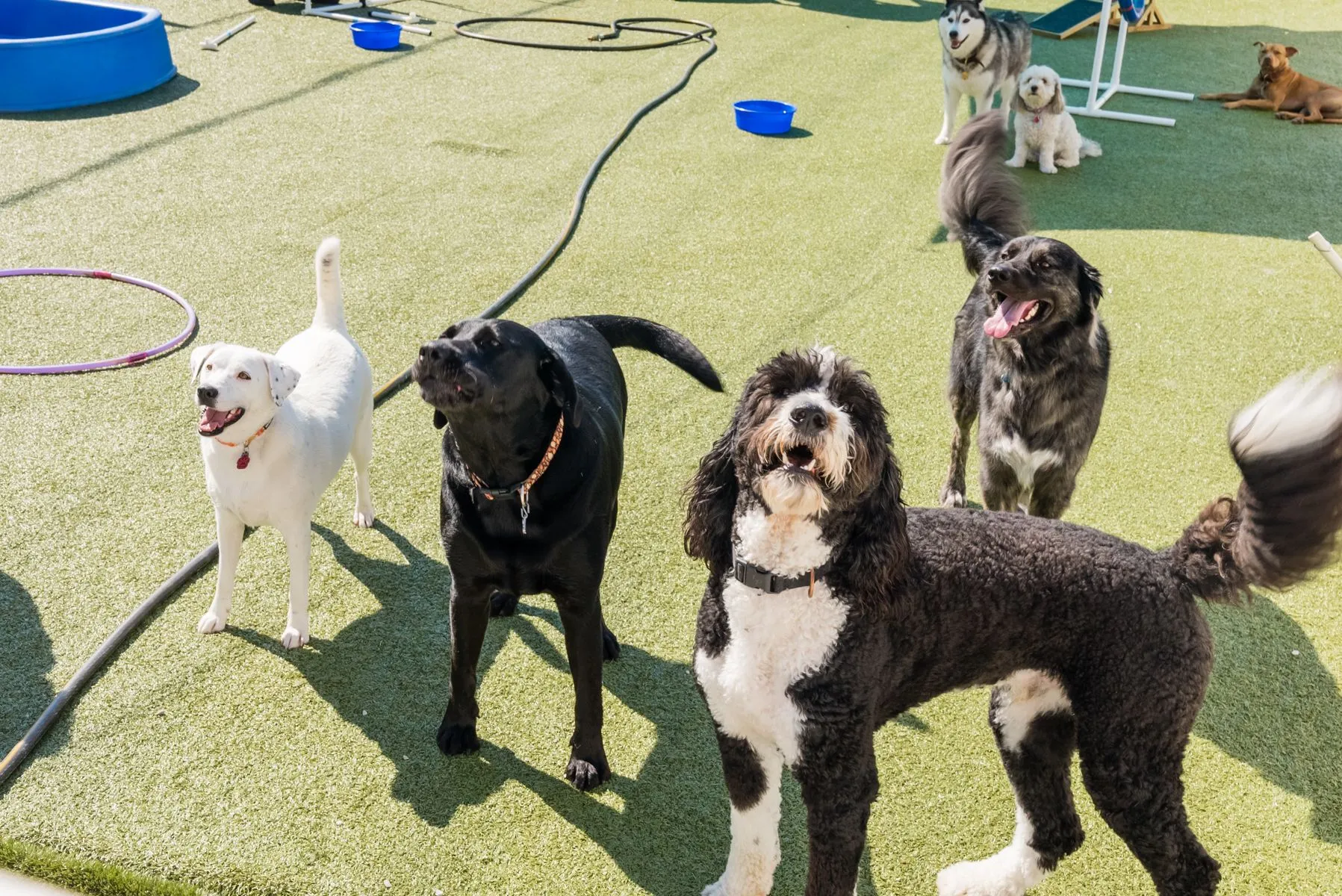 dogdaycare