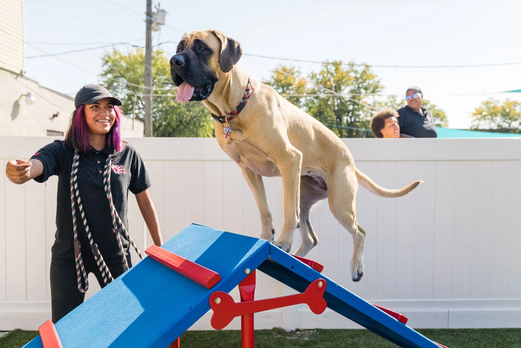 dogdaycare