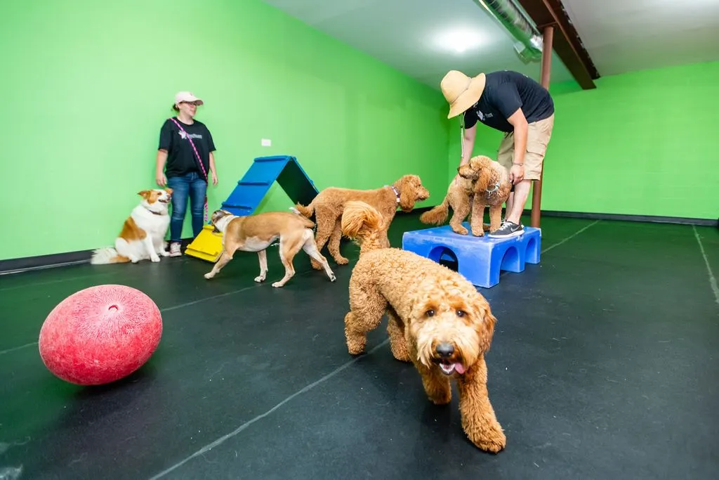 dogdaycare