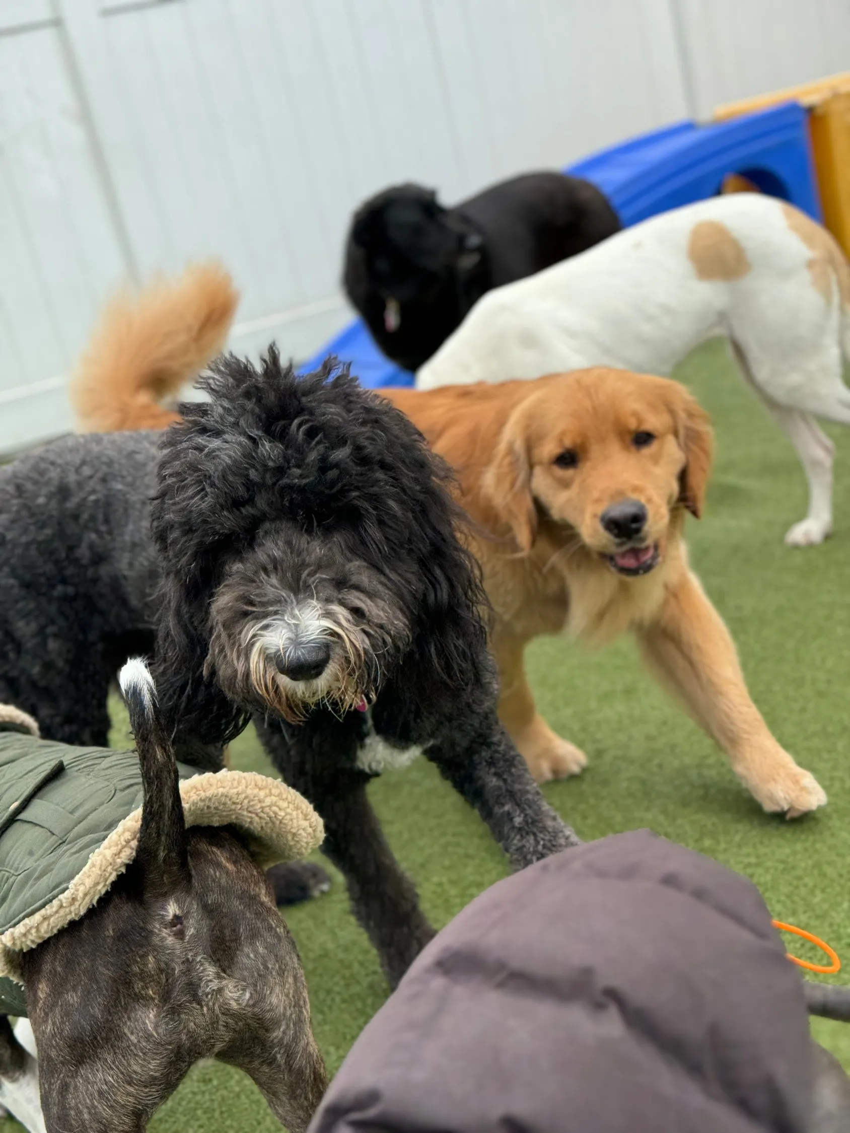 dogdaycare