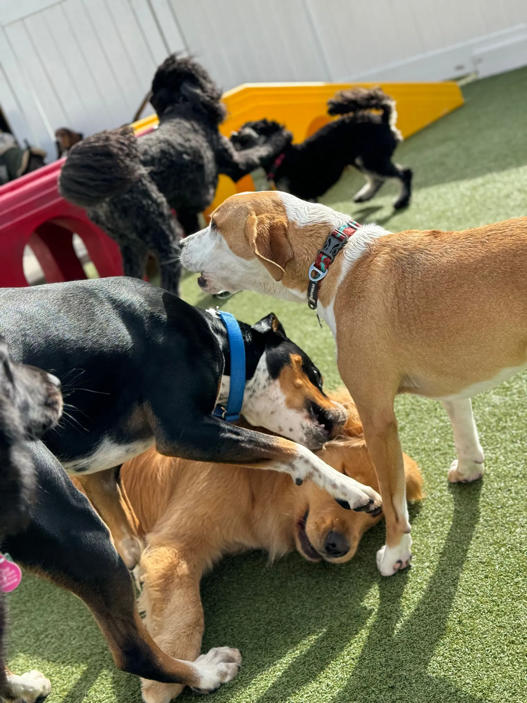 dogdaycare