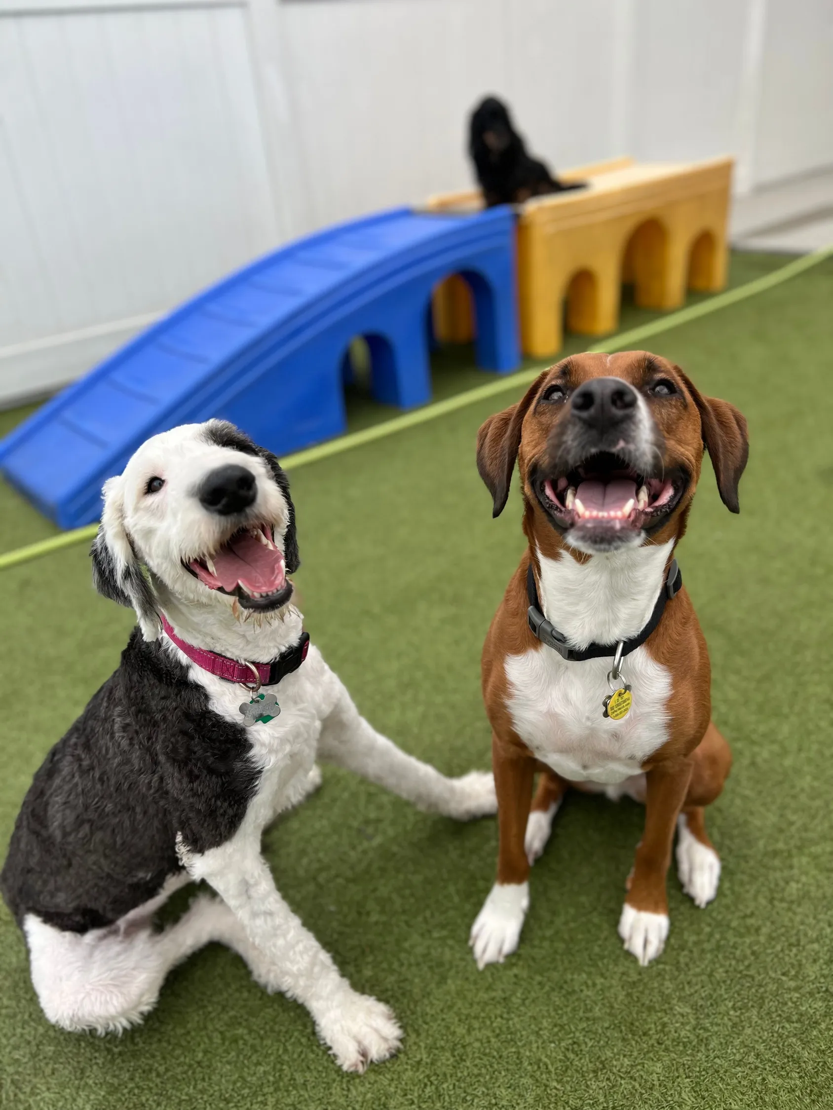 dogdaycare