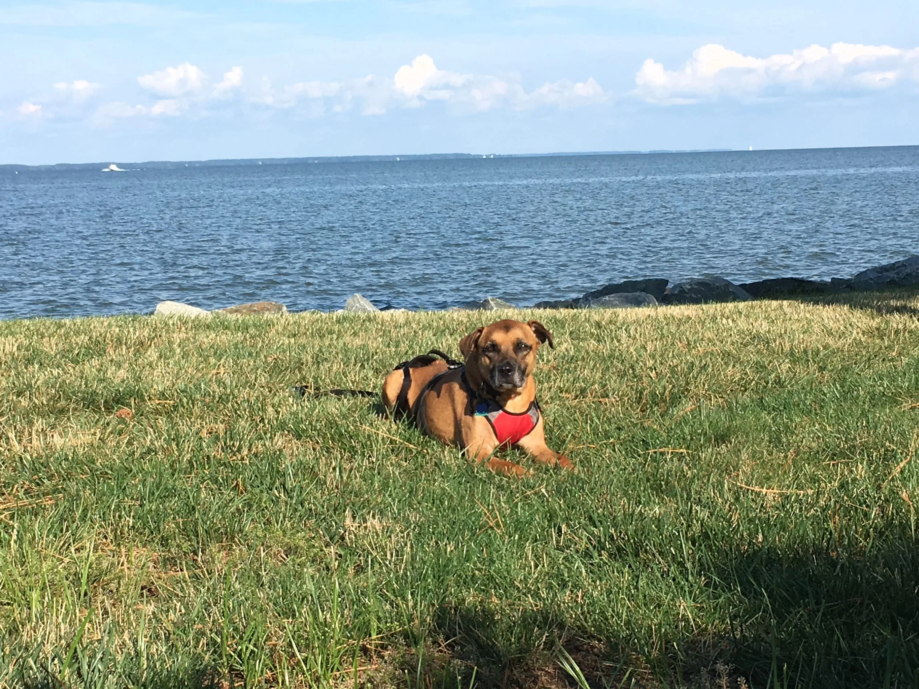 Sadie by the bay