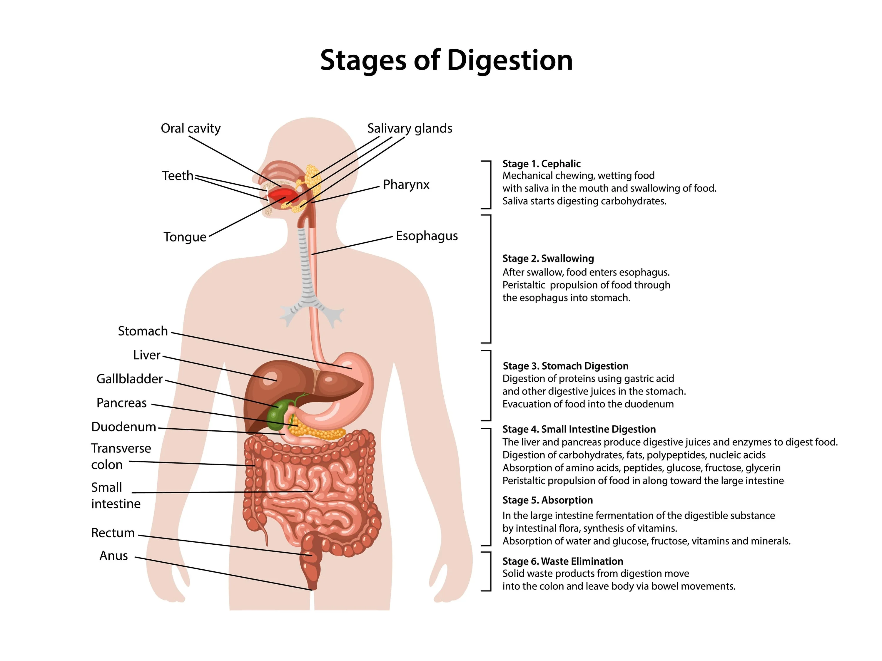 Stages of Digestion