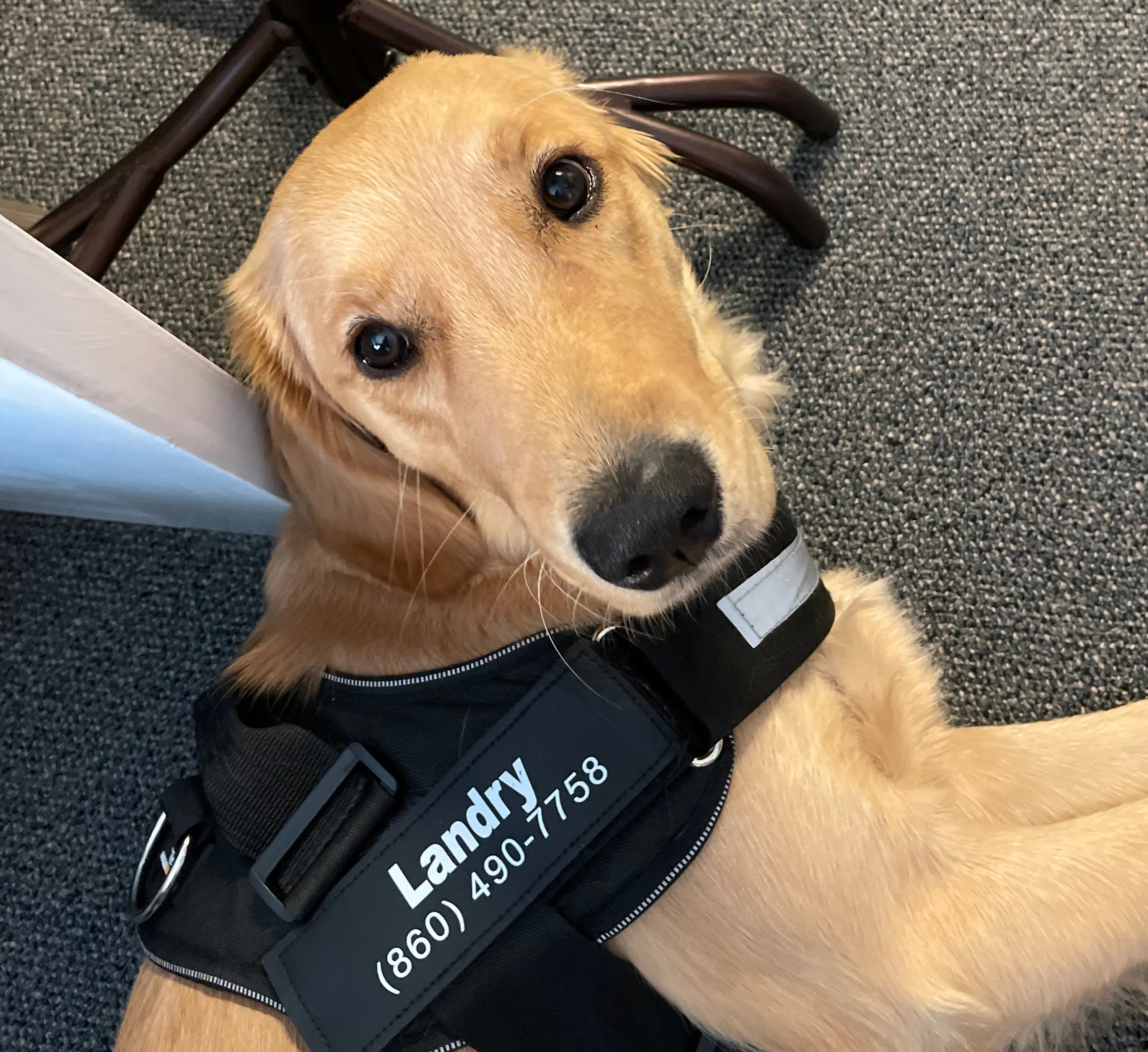 Landry the Therapy Dog