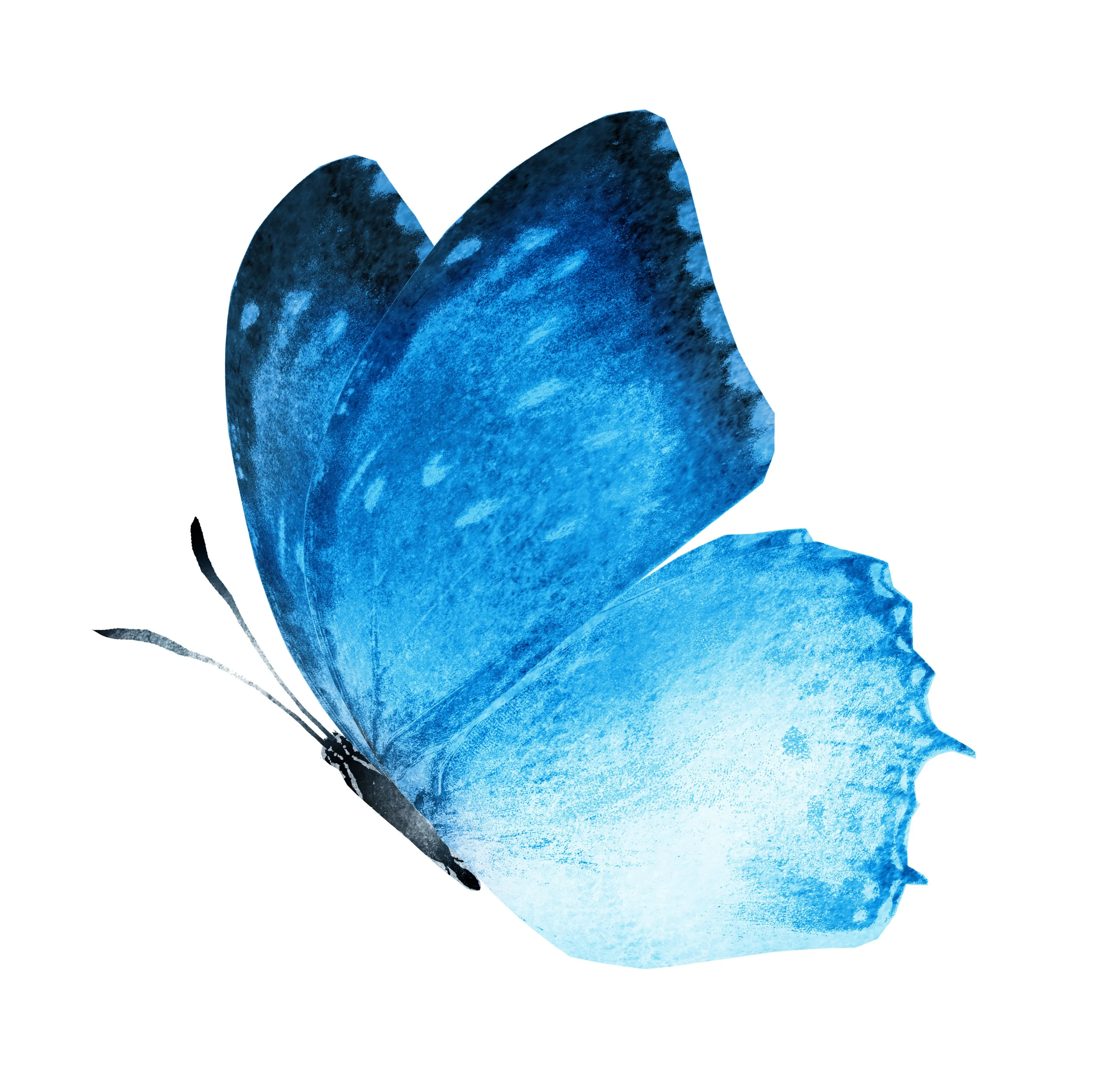 Home | Therapist in Kelowna, BC | Blue Butterfly Healing