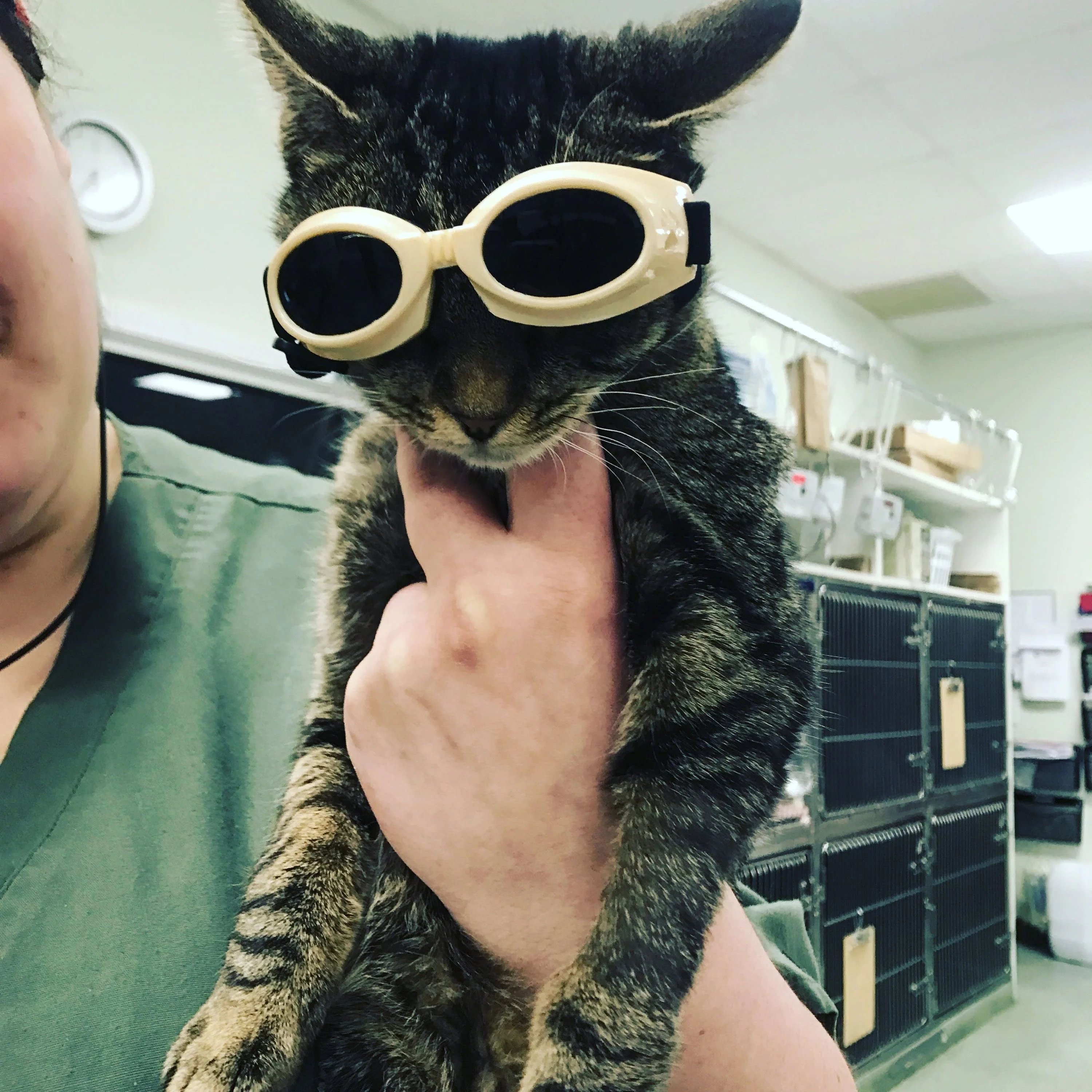 cat with goggles