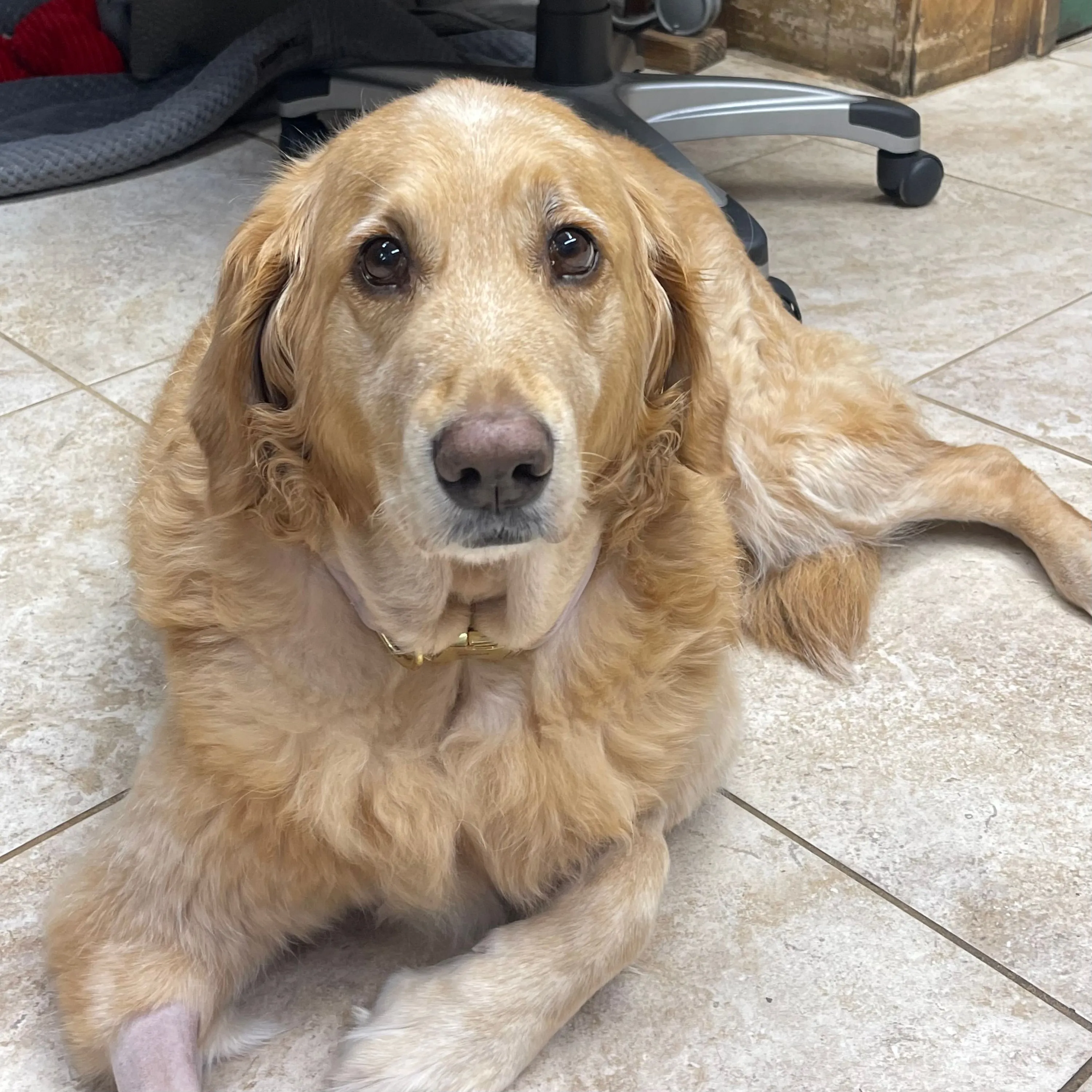 Our Sweet Scout Girl 