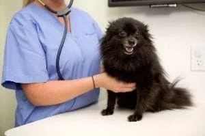 San Jose veterinarian recommends regular pet care exams