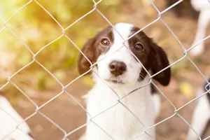 Dog in Jail