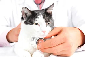 Image of a white and black cat being examined
