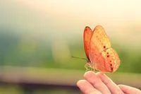 Butterfly on a fingertip