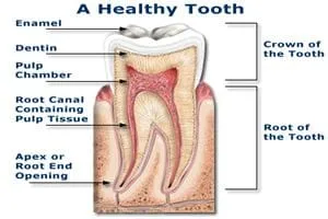 infographic showing interior of healthy tooth and root canals Mahwah, NJ