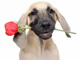 DOG_WITH_ROSE.jpg