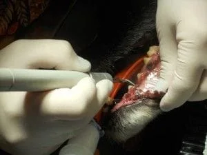 Dr-Soule-cleaning-teeth-300x225.jpg