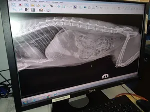 Abdominal Radiograph
