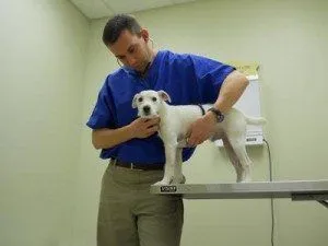 Dog & Cat Veterinarian Animal Care Center in Lexington, Kentucky (KY)