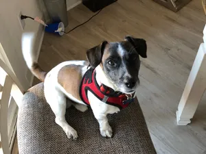 Jack Russel Terrier