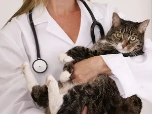 bigstock_Tabby_Cat_and_Vet_SMALL.jpg