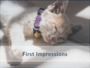 Cat-Training-First-Impressions