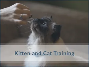 Cat-Training-Oakville