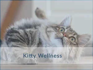Cat-Wellness-Vet