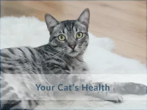 Cat-Health-Oakville