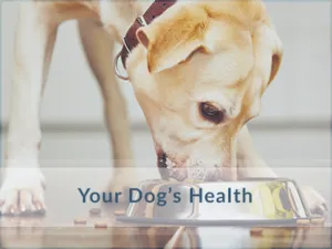 Dog-Health-Oakville