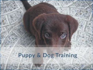 Dog-Training-Oakville
