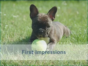 Puppy-Training-First-Impressions