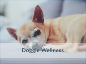 Dog-Wellness-Vet